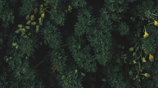 Plants Leaves Green Wallpaper
