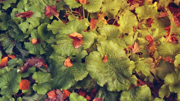 Plants Leaves Nature Texture Greens Wallpaper