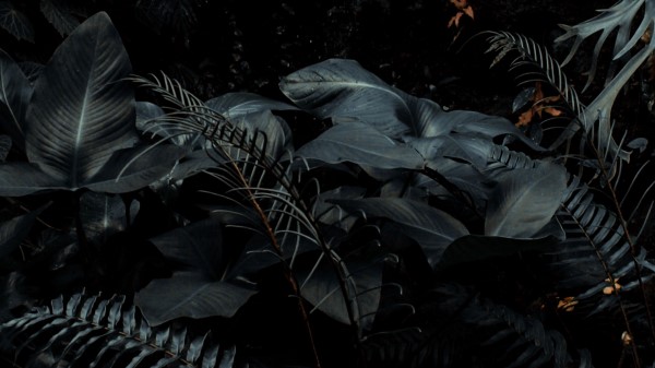 Plants Tropical Fern Wallpaper