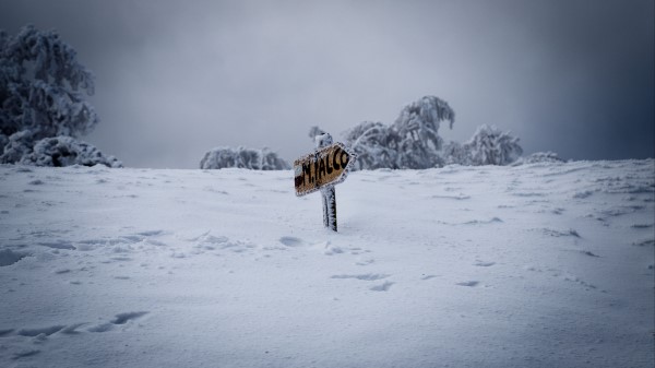 Pointer Snow Drifts Wallpaper