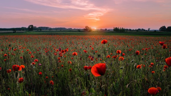 Poppies Field Sunset Wallpaper