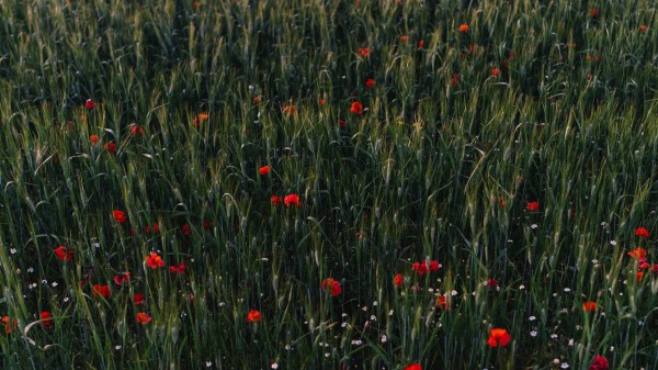 Poppies Flowers Field Wallpaper