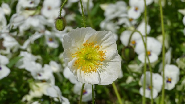 Poppy Flower Summer Wallpaper