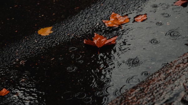 Puddle Foliage Rain Wallpaper