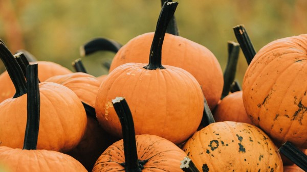 Pumpkin Vegetable Autumn Image Wallpaper