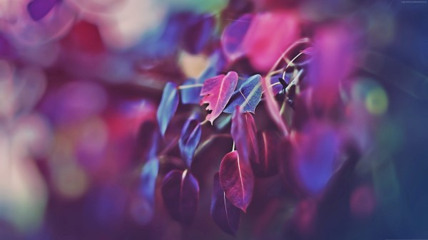 Purple Leaves 2 Wallpaper