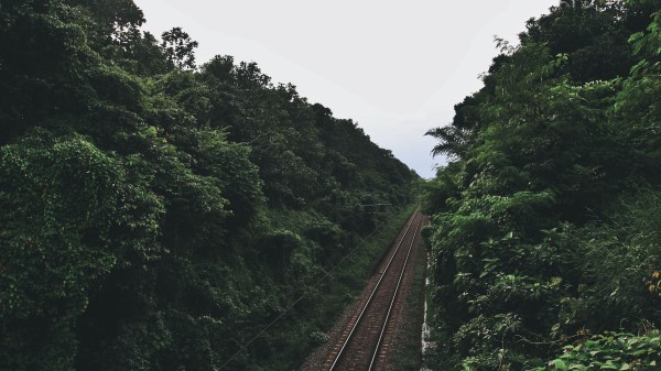 Railway Trees Road Wallpaper