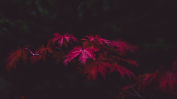 Red Leaves Qu Wallpaper