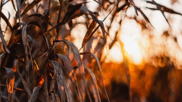 Reed Leaves Plants wallpaper