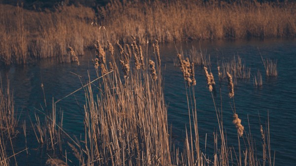 Reeds Dry Swamp Grass Wallpaper