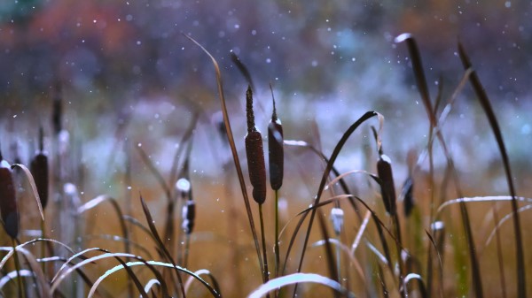 Reeds Grass Snow Wallpaper