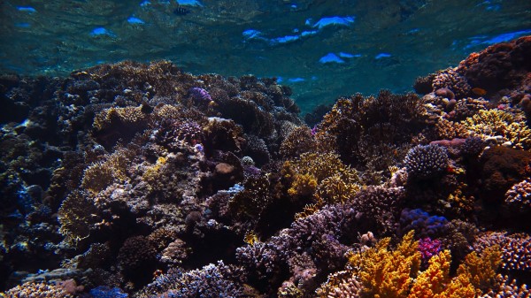 Reef Coral Sea Wallpaper