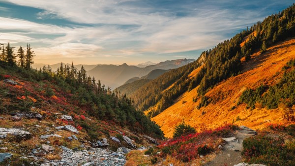 Relief Trees Hill Wallpaper