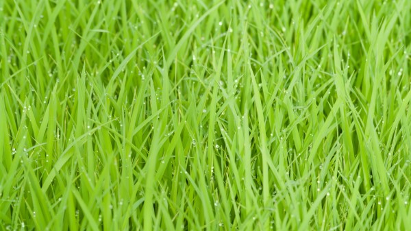 Rice Fields Green Grass Drops Wallpaper