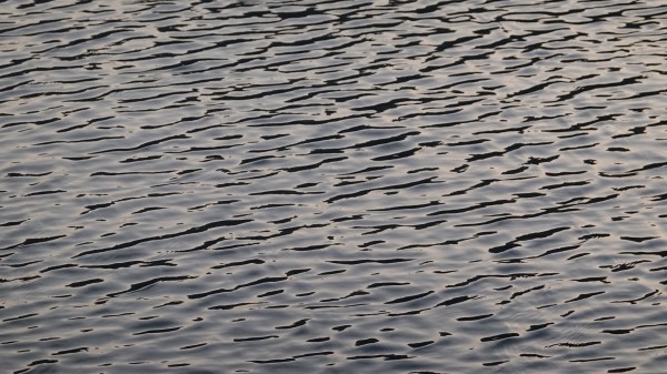 Ripples Water Surface Wallpaper