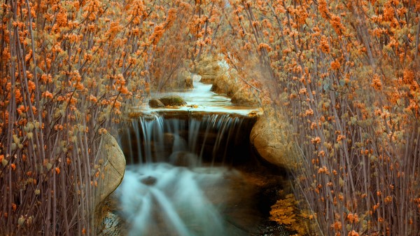 River Bush Autumn Wallpaper