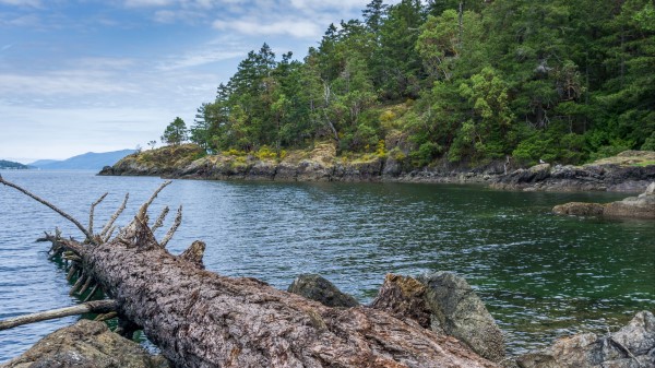 River Coast Trees Wallpaper