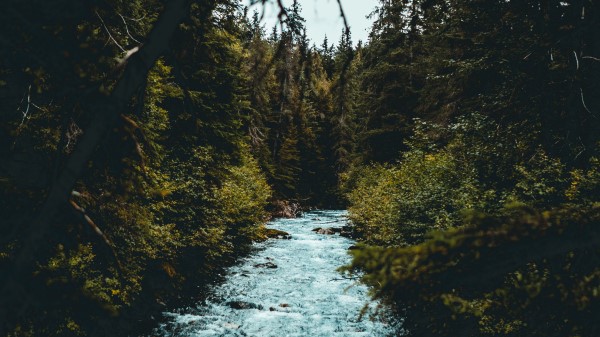 River Flow Branches Wallpaper