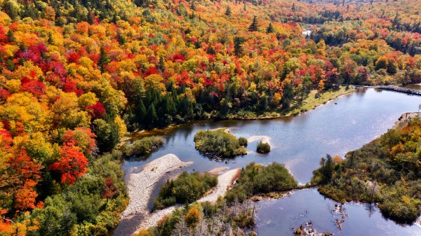 River Forest Autumn Wallpaper