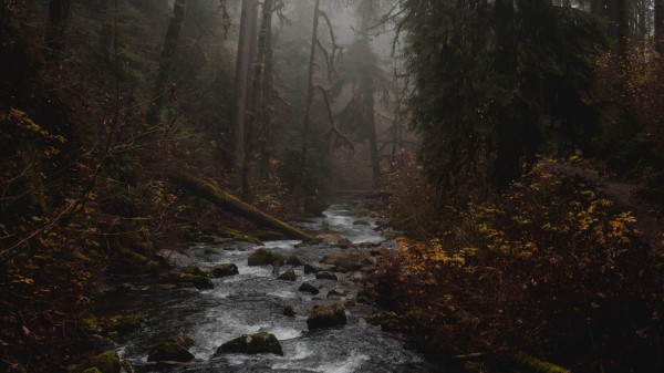 River Forest Fog Wallpaper