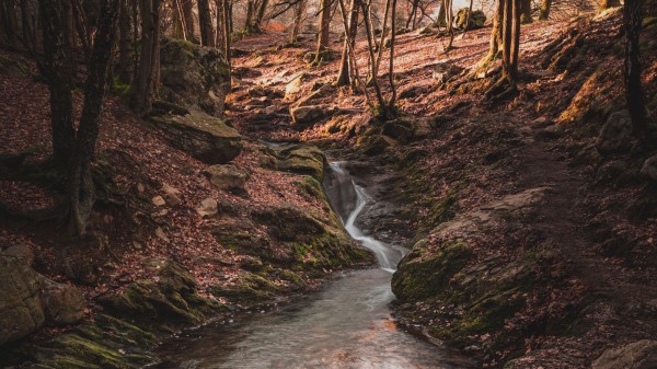 River Forest Moss Wallpaper