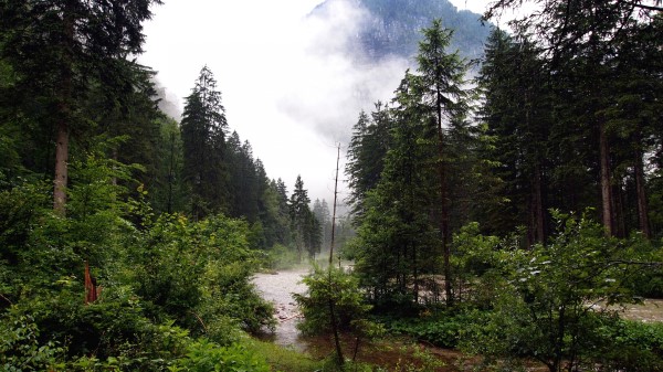 River Forest Nature Wallpaper