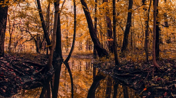 River Forest Trees C Wallpaper