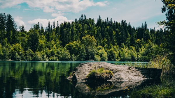 River Forest Trees G Wallpaper