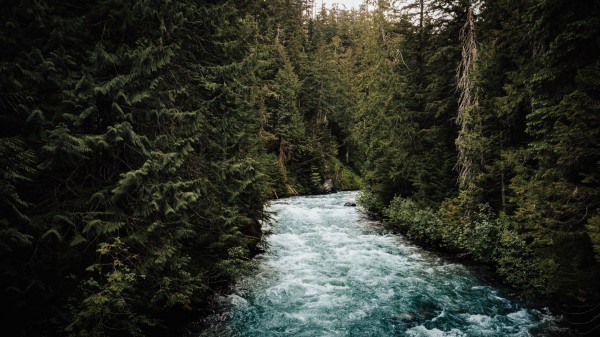 River Forest Trees H Wallpaper