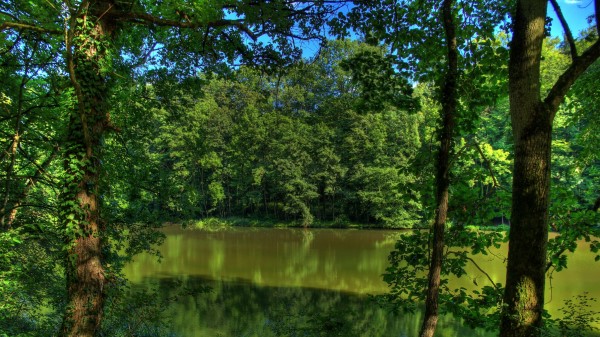 River Germany Trees Natur Wallpaper