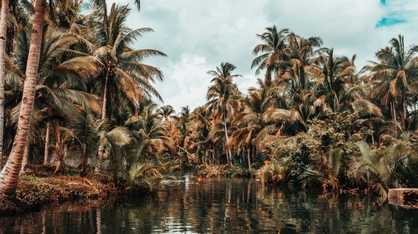 River Palm Trees Tropics Wallpaper