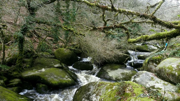 River Rocks Flowing Forest Natur Wallpaper