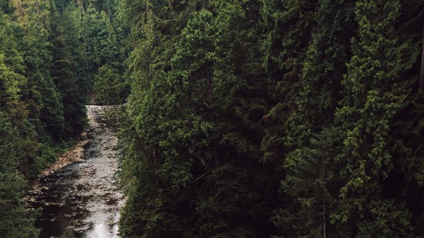 River Spruce Trees Image Wallpaper