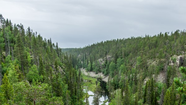 River Spruce Trees Wallpaper