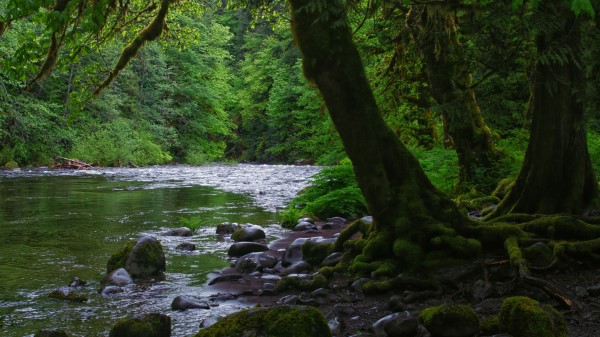 River Stones Trees Wallpaper