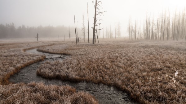 River Stream Grass Wallpaper