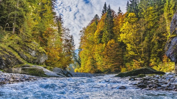 River Stream Trees Autumn Wallpaper