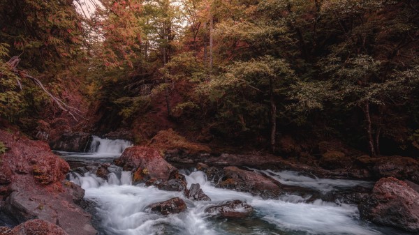 River Stream Trees Image Wallpaper