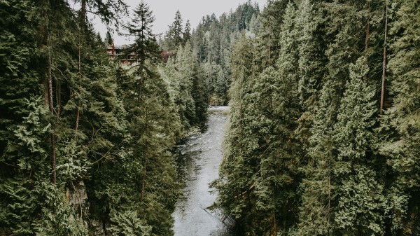 River Stream Trees Wallpaper