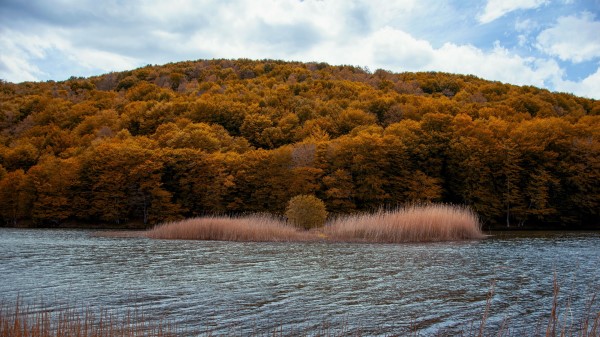 River Trees Autumn Grass Wallpaper