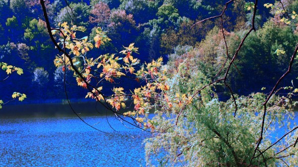 River Trees Branches Nature Wallpaper