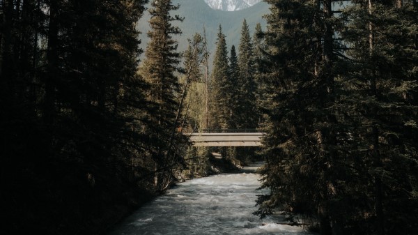 River Trees Bridge Wallpaper