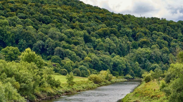 River Trees Forest H Wallpaper