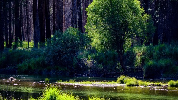 River Trees Forest Wallpaper