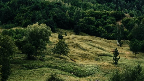 River Trees Grass Wallpaper