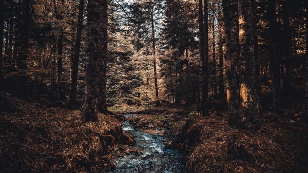 River Trees Stream wallpaper