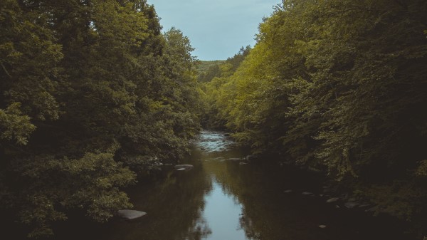 River Trees Water Wallpaper