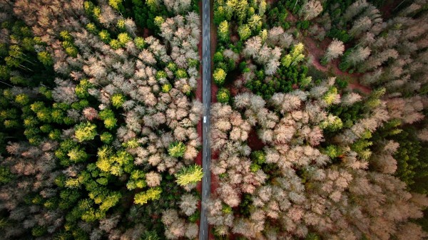 Road Aerial View Forest Wallpaper