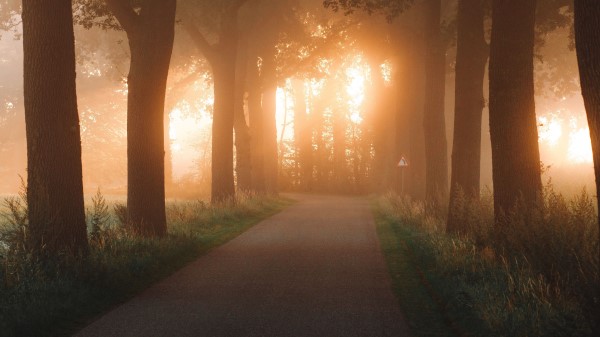 Road Alley Trees Image Wallpaper