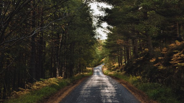 Road Alley Trees Wallpaper